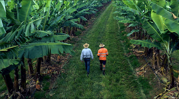 IoT and RFID Manage Banana Farm, Supply Chain