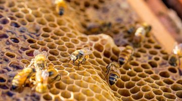 Sweet Spot: How Hitachi Tech is Helping Save the Bees